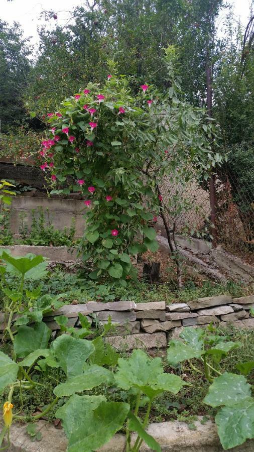 Guest House Ucha Mtsʼkhetʼa Extérieur photo
